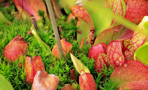 Purple veined pitchers of the carnivorous plant Sarracenia purpurea grow amongst green sphagnum moss within a cold peat bog