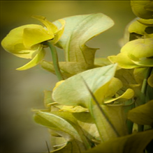 Load image into Gallery viewer, Lime green leaves &amp; soft cream spring flowers of albino Sarracenia heterophylla pitcher plant has RHS Award of Garden Merit