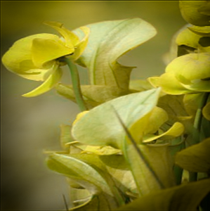 Lime green leaves & soft cream spring flowers of albino Sarracenia heterophylla pitcher plant has RHS Award of Garden Merit