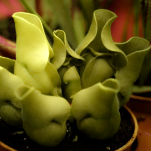 Vibrant green pitchers of rare carnivorous Sarracenia purpurea heterophylla grow indoors as a houseplant | Heartwood Seeds UK