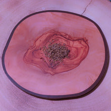 Load image into Gallery viewer, Sarracenia purpurea Purple Pitcher Plant seeds