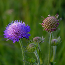 Load image into Gallery viewer, Beautiful violet-blue autumn flowers and serrated grey-green foliage of Scabiosa atropurpurea stand within a wildlife border
