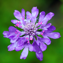Load image into Gallery viewer, Violet buds and bright blue flowers of the pincushion Scabiosa atropurpurea grow within a cottage garden | Heartwood Seeds UK