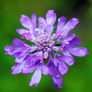 Violet buds and bright blue flowers of the pincushion Scabiosa atropurpurea grow within a cottage garden | Heartwood Seeds UK