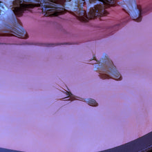 Load image into Gallery viewer, Scabiosa atropurpurea Blue Pincushion seeds close-up