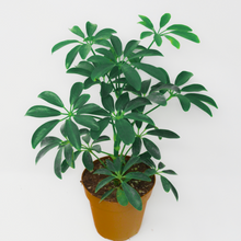 Load image into Gallery viewer, Beautiful palmate green leaves of the purifying houseplant Schefflera arboricola the Dwarf Umbrella Tree | Heartwood Seeds UK