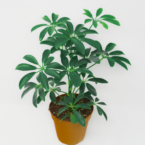 Beautiful palmate green leaves of the purifying houseplant Schefflera arboricola the Dwarf Umbrella Tree | Heartwood Seeds UK