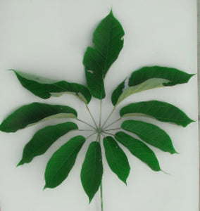 Beautiful palmate leaves & elongated drooping lobes of rare Asian subtropical evergreen Umbrella Tree Tupidanthus calyptratus