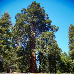 The evergreen conifer Sequoiadendron giganteum stands on top of a rocky mountain within California