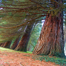 Load image into Gallery viewer, Giant Sequoiadendron giganteum trees stand within mist at Ladybird Johnson Grove Redwood National Park | Heartwood Seeds UK
