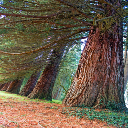 Giant Sequoiadendron giganteum trees stand within mist at Ladybird Johnson Grove Redwood National Park | Heartwood Seeds UK