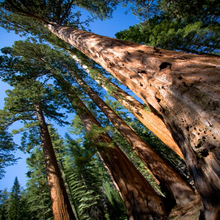 Load image into Gallery viewer, Looking up to blue sky and the Giant Sequoias standing tall at Yosemite National Park California