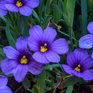 Beautiful violet summer flowers amongst sword-shaped blue-green leaves of Blue-Eyed Grass Sisyrinchium bellum in Oregon