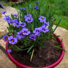 Load image into Gallery viewer, Bright violet-blue summer flowers &amp; yellow centres of Californian Blue-Eyed Grass Sisyrinchium bellum | Heartwood Seeds UK