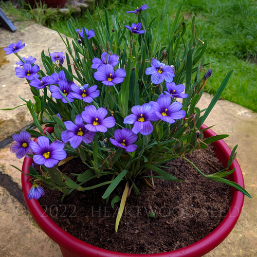 Bright violet-blue summer flowers & yellow centres of Californian Blue-Eyed Grass Sisyrinchium bellum | Heartwood Seeds UK