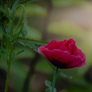 Subtle purple-red Eschscholzia californica California poppy flowers and finely divided blue-green leaves | Heartwood Seeds UK