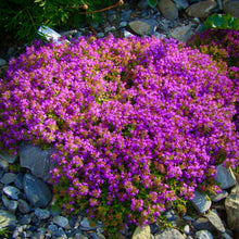 Load image into Gallery viewer, Striking purple-violet summer flowers of Thymus serpyllum Creeping Elfin Thyme form a colourful carpet | Heartwood Seeds UK