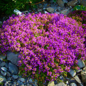 Striking purple-violet summer flowers of Thymus serpyllum Creeping Elfin Thyme form a colourful carpet | Heartwood Seeds UK