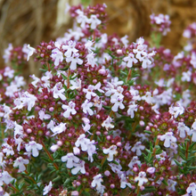 Load image into Gallery viewer, Beautiful little 2-lipped pink-white and purple flowers of Common Kitchen Thyme Thymus vulgaris borne during late spring