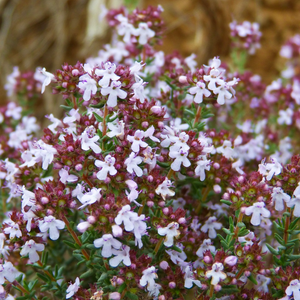 Beautiful little 2-lipped pink-white and purple flowers of Common Kitchen Thyme Thymus vulgaris borne during late spring