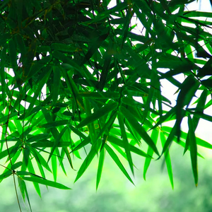 Elongated and thin bright green leaf blades of a Thyrsostachys siamensis Monastery Thai Bamboo shine in morning sun and rain