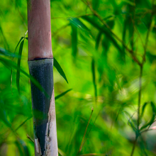 Load image into Gallery viewer, Lovely dainty leaves hang from blue culms with cream sheaths on a Thyrsostachys siamensis Monastery Thai Bamboo in sunshine