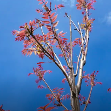 Toona sinensis (Cedrela sinensis) Chinese Mahogany | 10 Seeds | £3.49 ...