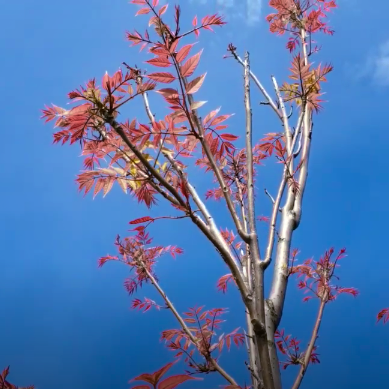 A strikingly beautiful Toona sinensis Chinese Mahogany tree with bright pink and peaceful green leaflets | Heartwood Seeds UK