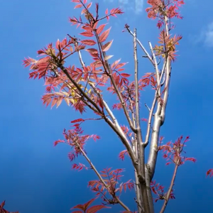 A strikingly beautiful Toona sinensis Chinese Mahogany tree with bright pink and peaceful green leaflets | Heartwood Seeds UK