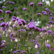 Load image into Gallery viewer, Architectural branched flower panicles on Purple Top Verbena bonariensis in award winning garden design | Heartwood Seeds UK