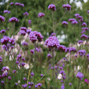 Architectural branched flower panicles on Purple Top Verbena bonariensis in award winning garden design | Heartwood Seeds UK