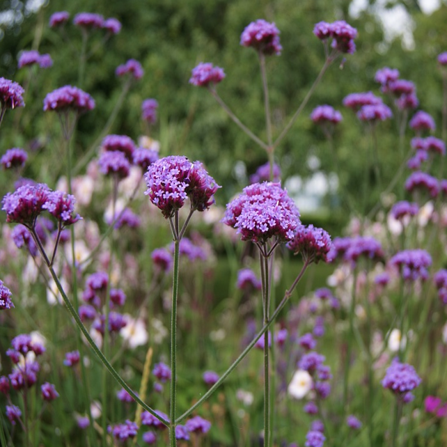 Architectural branched flower panicles on Purple Top Verbena bonariensis in award winning garden design | Heartwood Seeds UK
