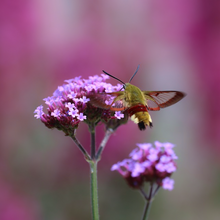 Load image into Gallery viewer, Butterfly on the nectar-rich bright lavender-purple summer flower of garden perennial Argentinian Vervain Verbena bonariensis