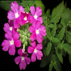 Beautiful intensely coloured long-lasting fragrant purple autumn blooms & serrated foliage of annual verveine Verbena hybrida