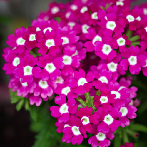 Vivid magenta phlox-like showy summer flowers of garden perennial plant Verbena hybrida the Rose Vervain | Heartwood Seeds UK