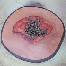 Load image into Gallery viewer, Verbena hybrida Rose Vervain Purple Garden Verveine Seeds