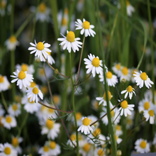 Load image into Gallery viewer, White ray florets and yellow disc florets of pleasantly-scented summer flowers of Wild Camomile plant Matricaria chamomilla 