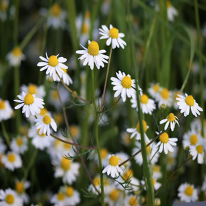 White ray florets and yellow disc florets of pleasantly-scented summer flowers of Wild Camomile plant Matricaria chamomilla 